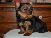SOKI Home Trained Yorkie Puppies for adoption .text us on +1(334) 441-4793