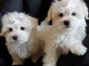 Adorable outstanding Maltese puppies call or text 832x 429 x-57 x97