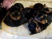 cute yorkie puppies