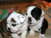 Purebred Male and Female Bulldogs Puppies for Christmas