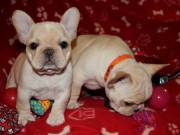 Purebred Male and Female Bulldogs Puppies for Christmas