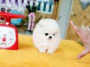 100% Pomeranian Puppies Available (252)564-8943