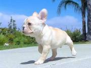 Registered French Bulldog Puppies whatsapp +14153260602