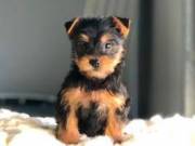 Yorkshire Terrier Puppy Gift cilobreed@gmail.com