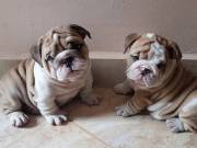 Champion Male & Female Bulldogs Puppies