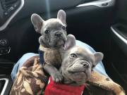 Champion Male & Female Bulldogs Puppies