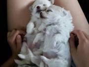 Awesome T-Cup Maltese Puppies Available. TEXT OR CALL (612) 568-5909