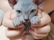 Healthy Bambino Sphynx kittens ready