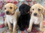 Available  Labrador Retriever puppies