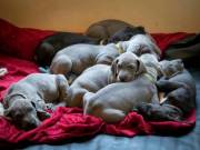 Adorable Great Dane Puppies