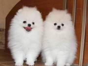 Stunning Pomeranians Puppies For Sale