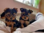 Precious Home Trained Yorkie Puppies For Adoption....txt/call(970) 533-2365