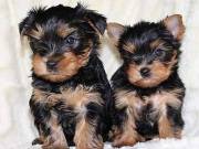 Top Quality Yorkie Puppies For Re-homing.. Txt/Call (970) 533-2365