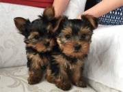 Gorgeous Yorkie Puppies Ready For Christmas