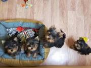cute teacup puppies
