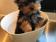 Healthy Male And Female Teacup Yorkie Puppies For Adoption(970) 533-2365