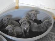 Cane Corso puppies for Adoption in USA/ 