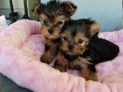 Home raised Yorkshire Terrier puppies for rehoming
