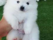  Teacup Pomeranian puppies available.for Adoption