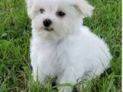 Nice and Healthy Maltese Puppies Available