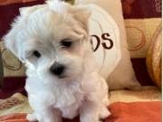 Nice and Healthy Maltese Puppies Available