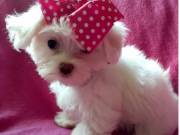 Healthy Maltese Puppies Available