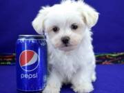 Healthy Maltese Puppies Available