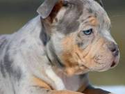 Re homing Pitbull Pups http://greatpitbullpuppies.com/