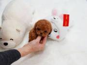 !Home raised Teacup Poodle puppies for rehoming