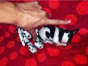 AKC neutered male and female  christmas Tcup chihuahua puppies TextCall +1(408)703-8874.