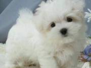 Xmas puppy