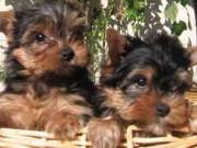 Beautiful Xmas Purebred Yorkie puppies for adoption.