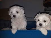 Healthy Maltese Puppies