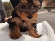 Yorkie puppies for a good home.. (864) 403-3551