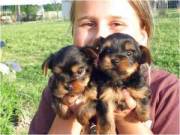 Yorkie puppies for a good home... (864) 403-3551
