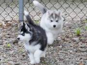 Sweetest Siberian Husky puppies text us at (661)434-6048