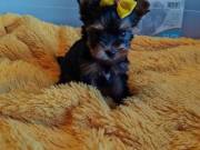 X-mas adorable T-Cup Yorkie Puppies 