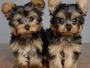 x-mas yorkie puppies ready  to go