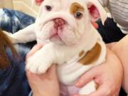 Adorable and cute English bulldogs available. Near me for more details (415)475-9169