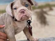 Adorable and cute English bulldogs available. Near me for more details (415)475-9169