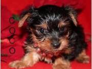male and female yorkie puppies for adoption