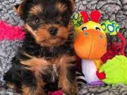 cute yorkie puppies for xmas