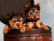 Yorkie puppies for a good home.... (864) 403-3551