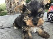  Yorkie puppies for a good home. (864) 403-3551
