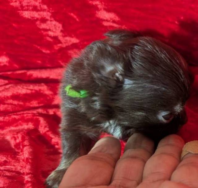 Teacup Apple Head Chihuahuas LC Males  - Picture