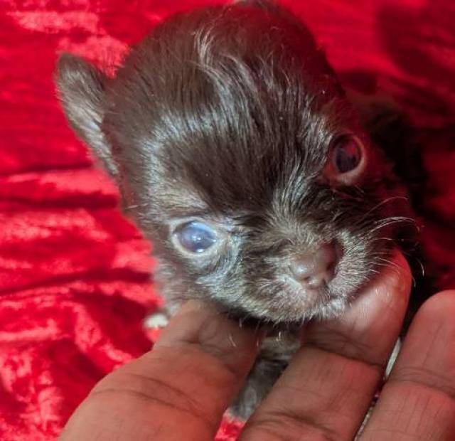 Teacup Apple Head Chihuahuas LC Males  - Picture