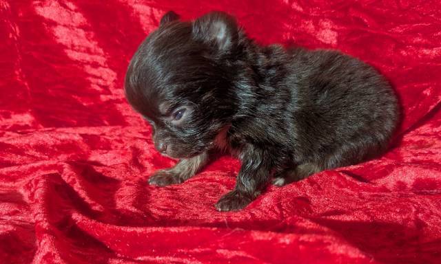 Teacup Apple Head Chihuahuas LC Males  - Picture