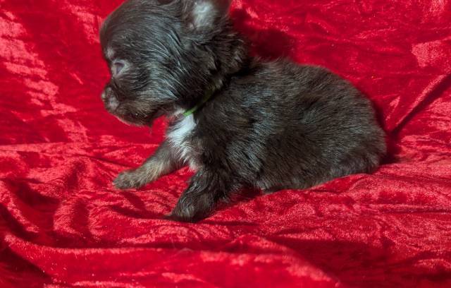 Teacup Apple Head Chihuahuas LC Males  - Picture