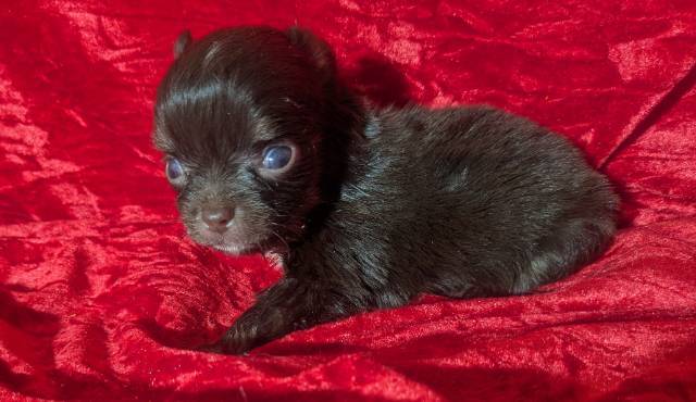 Teacup Apple Head Chihuahuas LC Males  - Picture