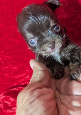 Teacup Apple Head Chihuahuas LC Males  - Picture